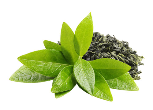 Camelia Sinensis