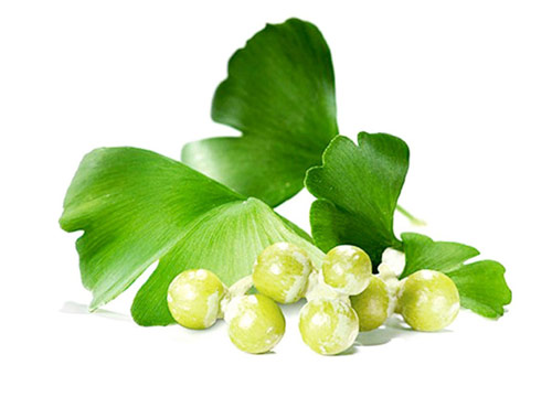 Gingko Biloba