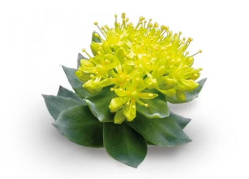 Rhodiola rosea