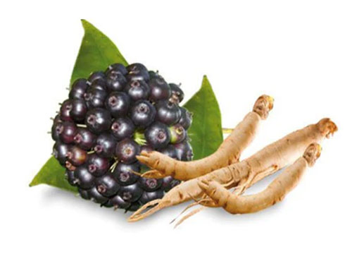 Siberian Ginseng