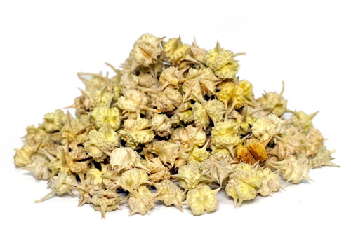 Tribulus terrestirtis